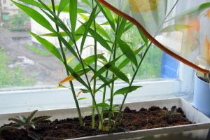 Wie wächst Ingwer auf einem Fensterbrett und genießen Sie die frischen, duftenden Wurzeln