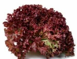 Salat: Nutzen und Schaden, wie der Winter zu halten