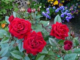 Top 5 Fehler in wachsenden Rosen im Garten